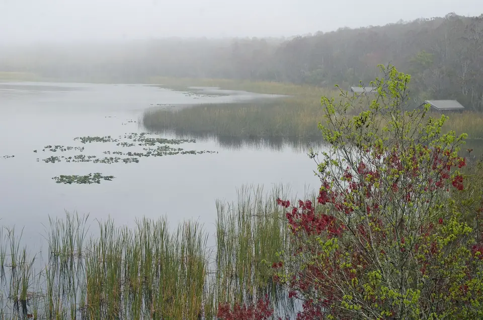 Morning fog over Lake Tarpon